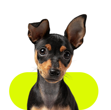 Marketing dla weterynarza